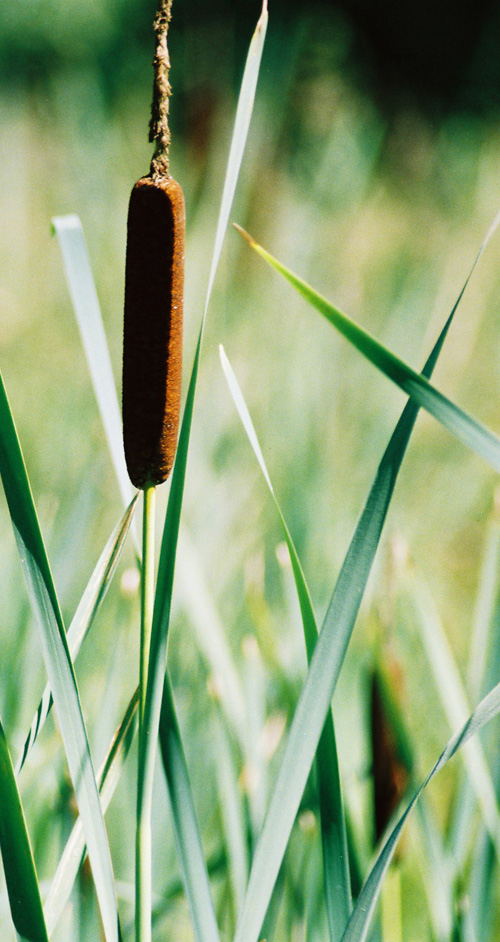 Cattails by the lake