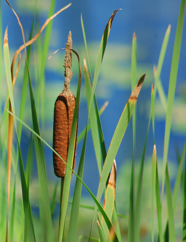 Cattails by the lake
